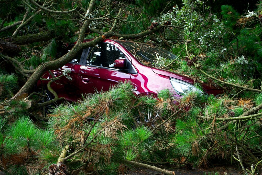 Fallen tree damaging a car
