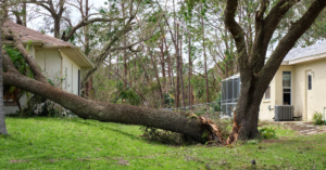 Dealing with Fallen Trees with Green Ocean Property Management