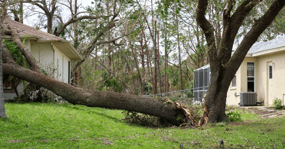 Dealing with Fallen Trees with Green Ocean Property Management