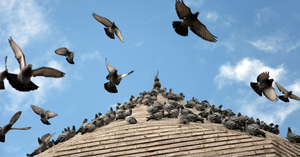 Proactive Solutions to Say Goodbye to Pigeon Problems