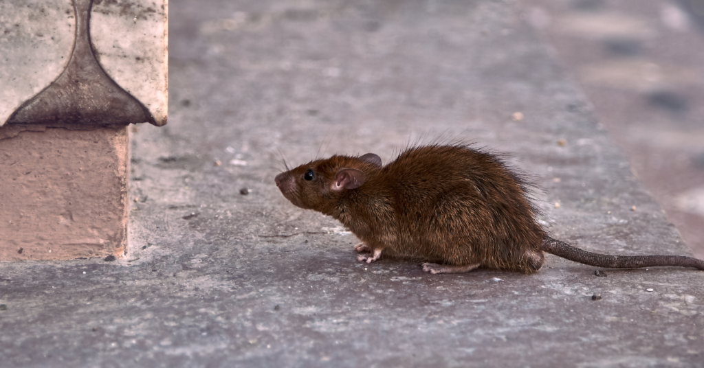 Identifying the Rodent Problems
