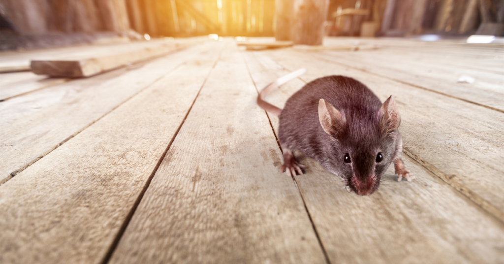Say Goodbye to Rodent Problems and Protect Your Condo Associations