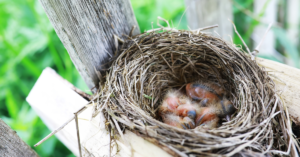 Tips for Responsible Management of Baby Bird Nests on Patios