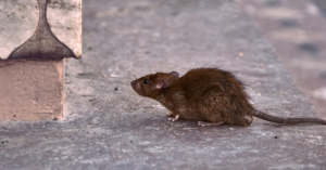 Rat Infestation on Your Property Our Expert Solutions Can Help!