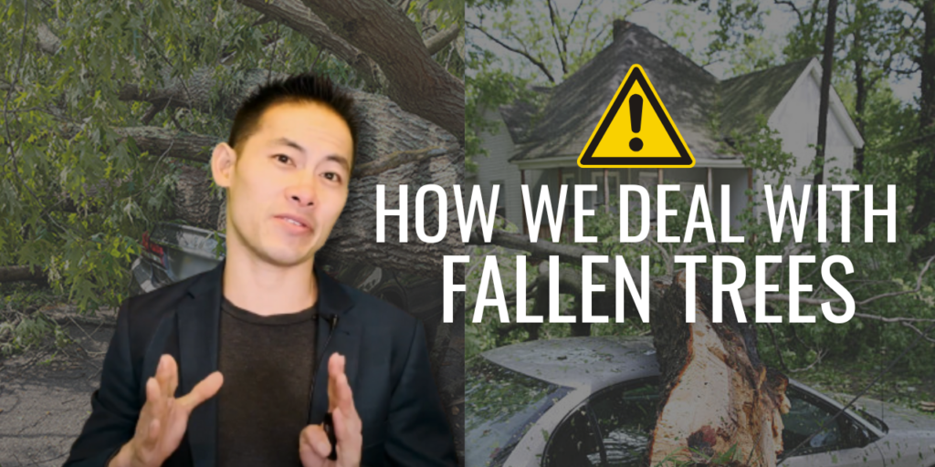 How We Deal With Fallen Trees